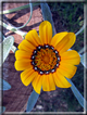foto Fiori